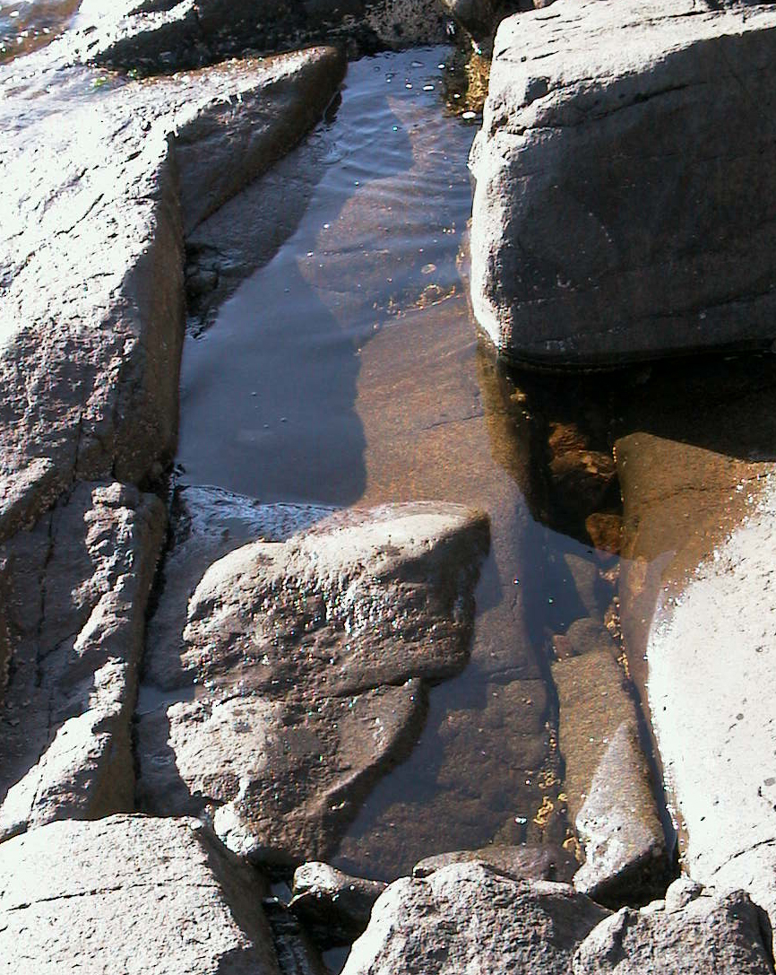 D4-Pool
