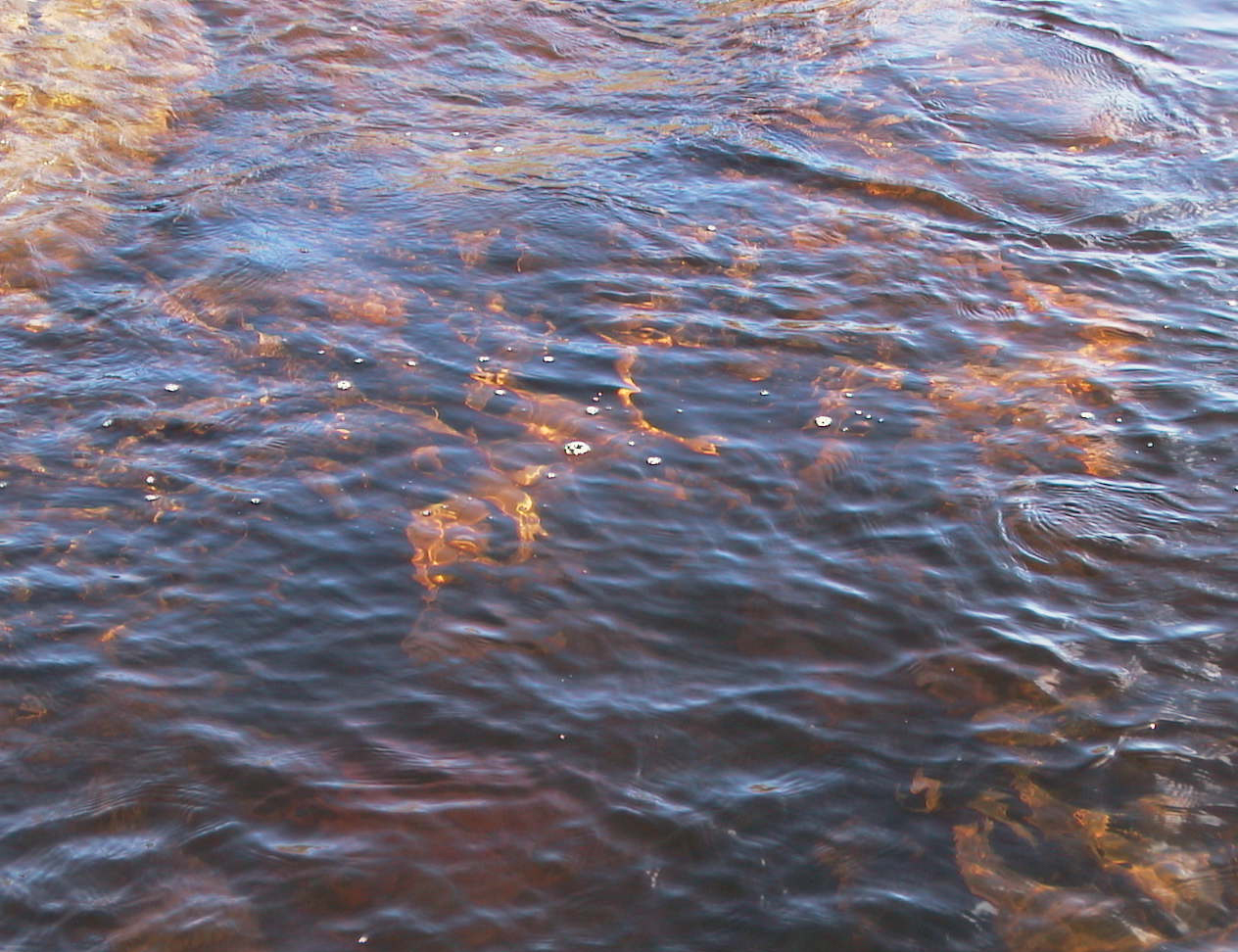 D4-Kelp water